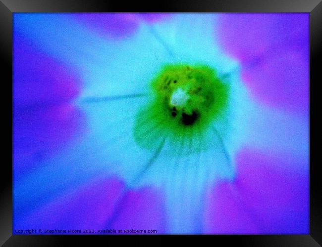 Petunia Closeup Framed Print by Stephanie Moore