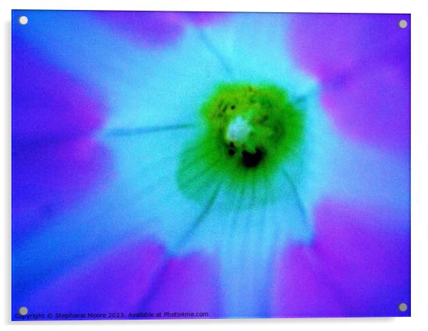 Petunia Closeup Acrylic by Stephanie Moore