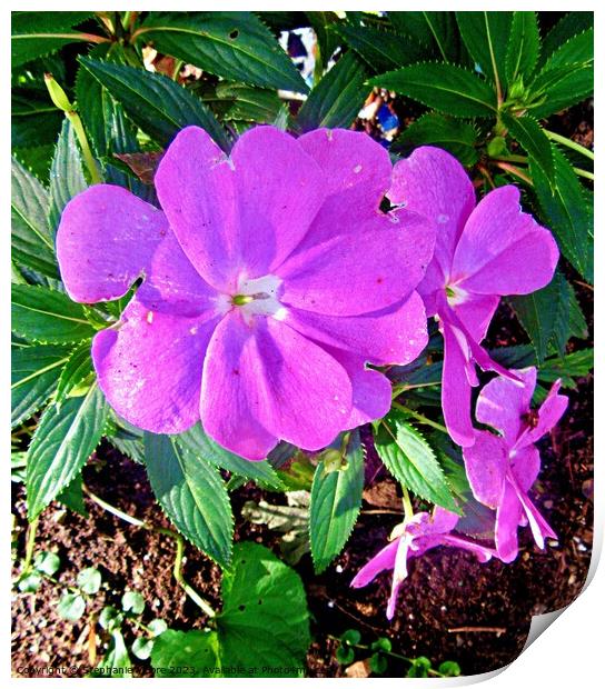 Pink flowers Print by Stephanie Moore