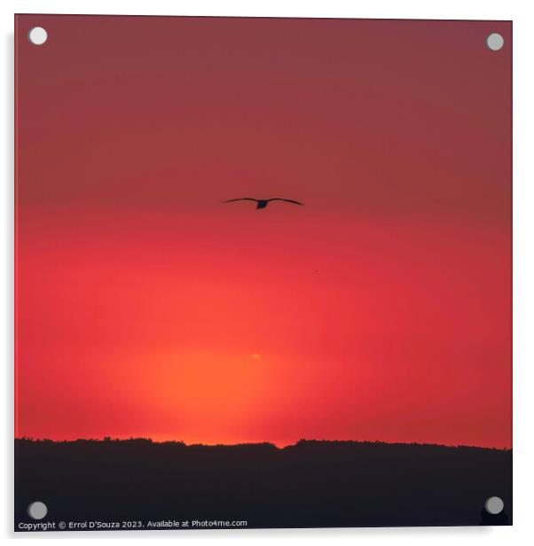 Pilot Bay Sunset Acrylic by Errol D'Souza