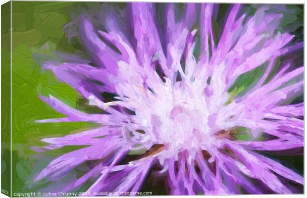 Oil painting Cornflower on a green meadow  Canvas Print by Lubos Chlubny