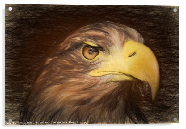 Pencil sketch with the image of a sea eagle Acrylic by Lubos Chlubny