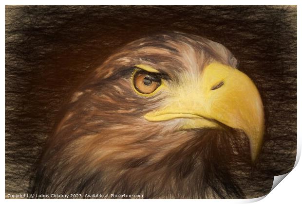 Pencil sketch with the image of a sea eagle Print by Lubos Chlubny