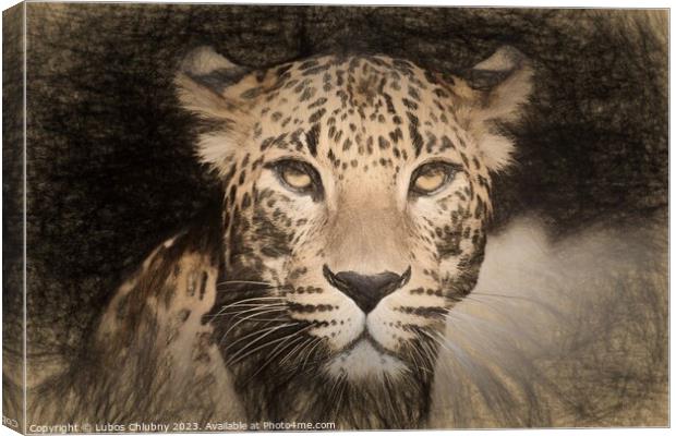 Pencil sketch with the image of a spotted Jaguar Canvas Print by Lubos Chlubny