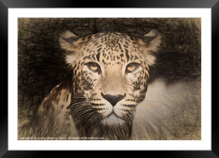 Pencil sketch with the image of a spotted Jaguar Framed Mounted Print by Lubos Chlubny
