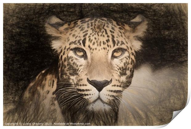 Pencil sketch with the image of a spotted Jaguar Print by Lubos Chlubny