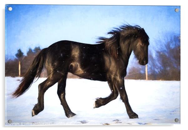 Oil painting foal Friesian horse running in the snow Acrylic by Lubos Chlubny
