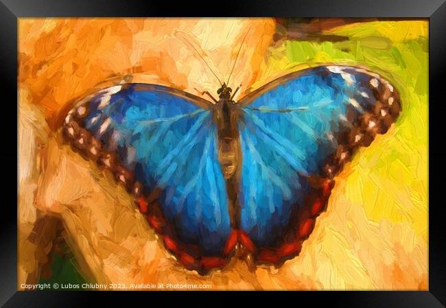Oil painting blue butterfly Framed Print by Lubos Chlubny