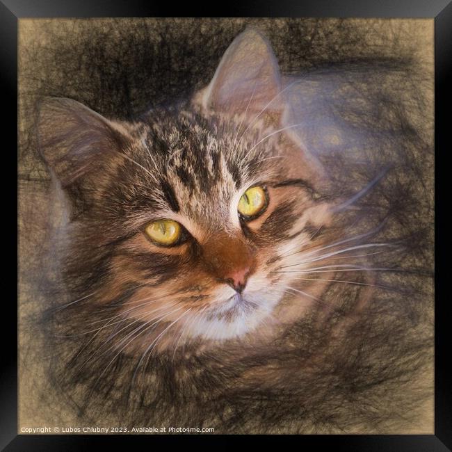 Pencil sketch with the image of a tabby cat Framed Print by Lubos Chlubny
