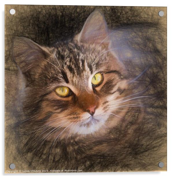 Pencil sketch with the image of a tabby cat Acrylic by Lubos Chlubny