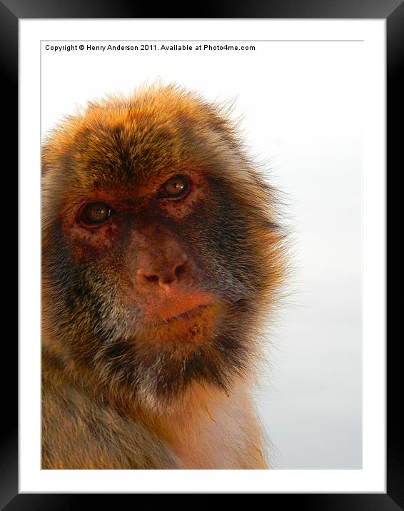 Monkey #1 Framed Mounted Print by Henry Anderson