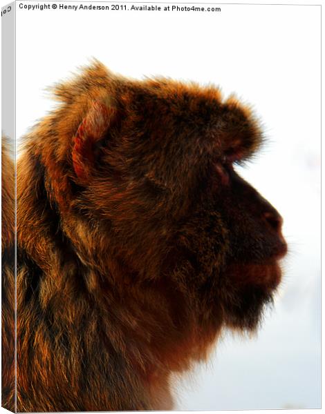 Monkey #2 Canvas Print by Henry Anderson