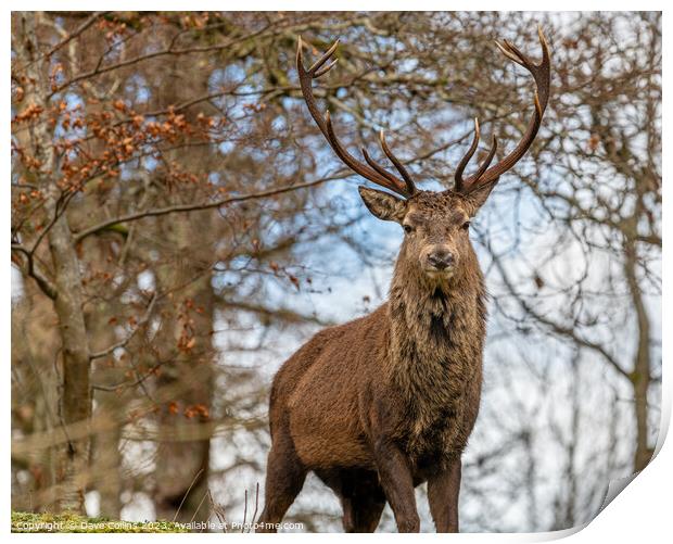 Red Deer Stag in Glen Etive, Scotland Print by Dave Collins