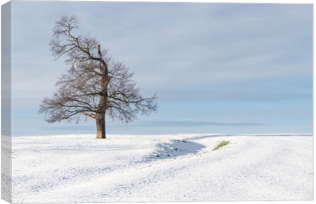 Tree in snow covered farmland, Scottish Borders Canvas Print by Dave Collins