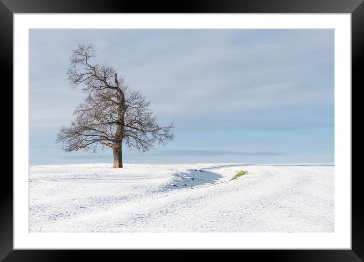 Tree in snow covered farmland, Scottish Borders Framed Mounted Print by Dave Collins