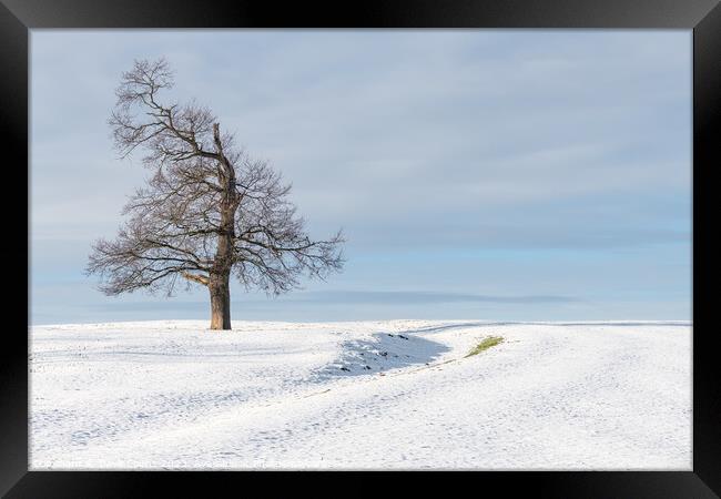 Tree in snow covered farmland, Scottish Borders Framed Print by Dave Collins