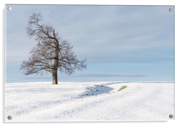 Tree in snow covered farmland, Scottish Borders Acrylic by Dave Collins