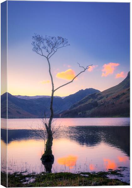 Lone Tree Buttermere Canvas Print by Tim Hill