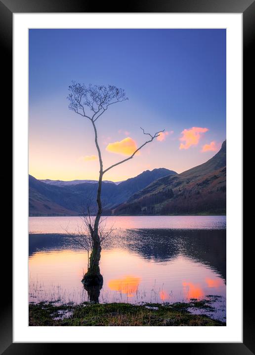 Lone Tree Buttermere Framed Mounted Print by Tim Hill