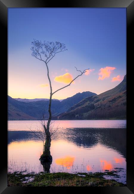 Lone Tree Buttermere Framed Print by Tim Hill
