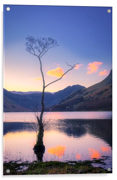 Lone Tree Buttermere Acrylic by Tim Hill
