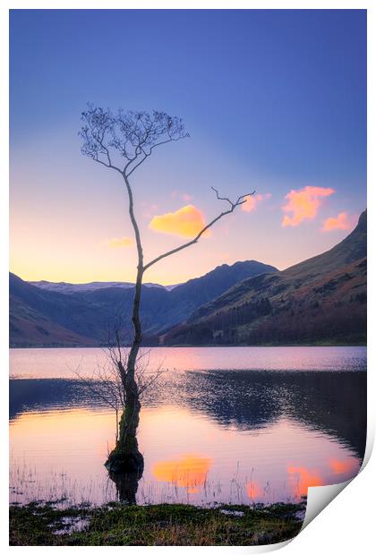 Lone Tree Buttermere Print by Tim Hill