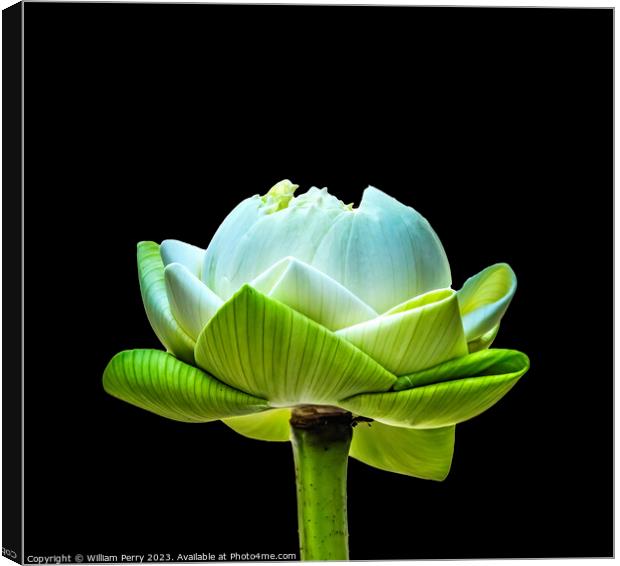 Lotus Bud Unfolded To Show Purity Grand Palace Bangkok Thailand Canvas Print by William Perry