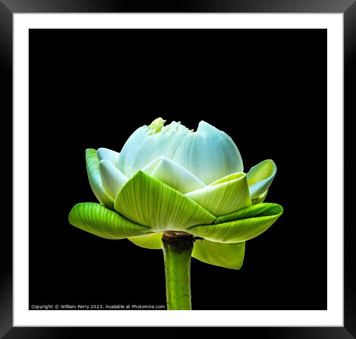 Lotus Bud Unfolded To Show Purity Grand Palace Bangkok Thailand Framed Mounted Print by William Perry