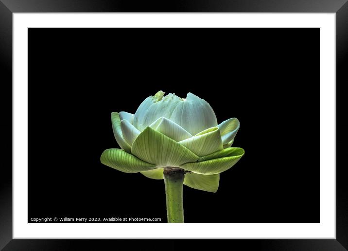 Lotus Bud Unfolded To Show Purity Grand Palace Bangkok Thailand Framed Mounted Print by William Perry