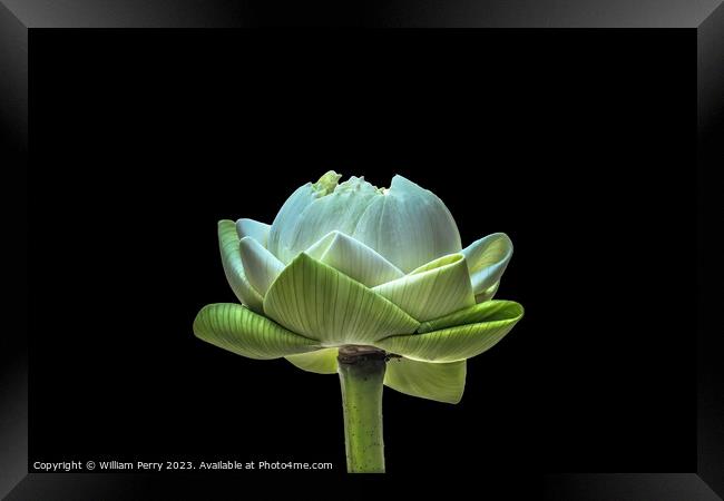 Lotus Bud Unfolded To Show Purity Grand Palace Bangkok Thailand Framed Print by William Perry