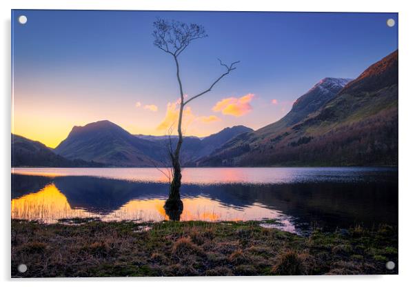 Lone Tree Buttermere Acrylic by Tim Hill