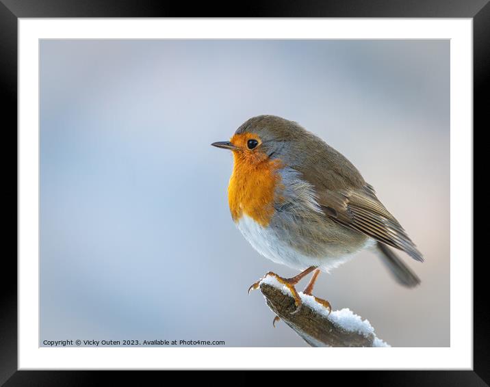 A European robin standing on a snowy branch Framed Mounted Print by Vicky Outen