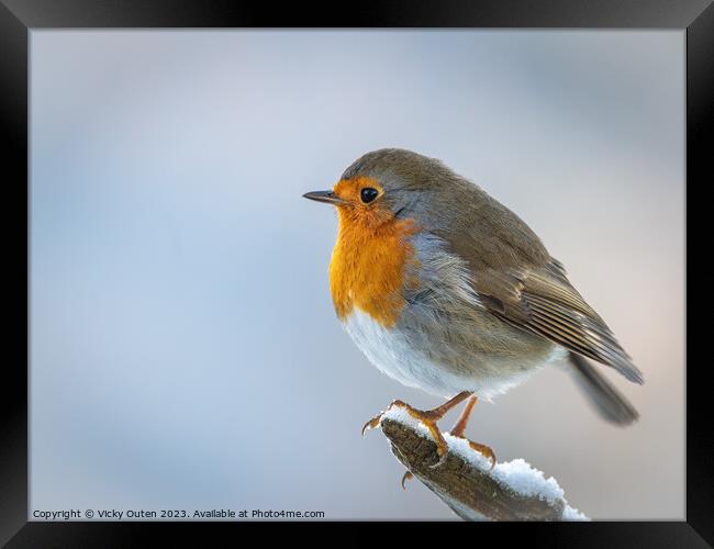 A European robin standing on a snowy branch Framed Print by Vicky Outen