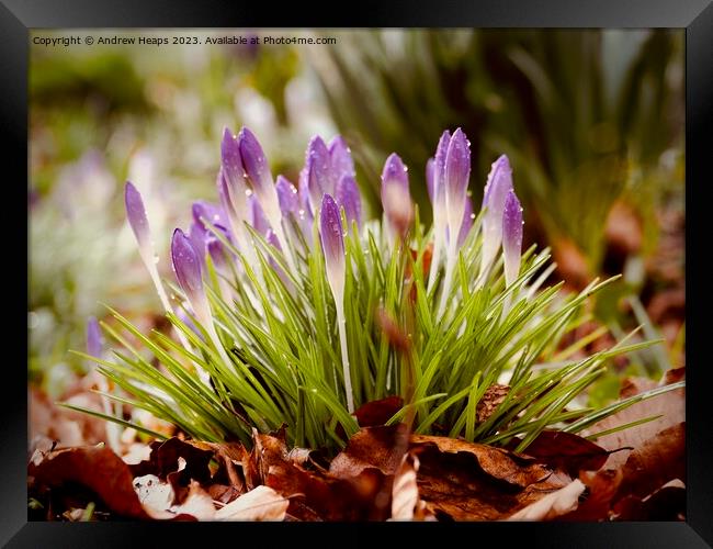 Purple Crocus Blooms in Spring Framed Print by Andrew Heaps