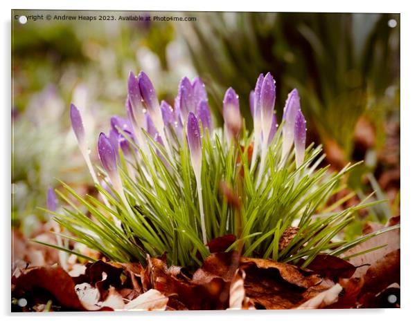 Purple Crocus Blooms in Spring Acrylic by Andrew Heaps