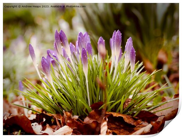 Purple Crocus Blooms in Spring Print by Andrew Heaps