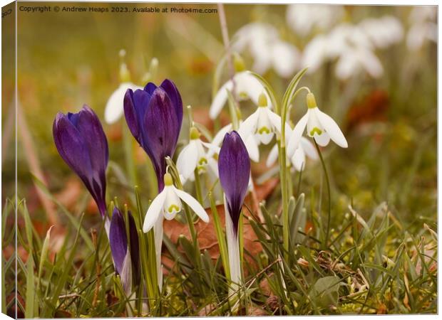 Colourful Spring A Symphony of Crocus and Snowdrop Canvas Print by Andrew Heaps