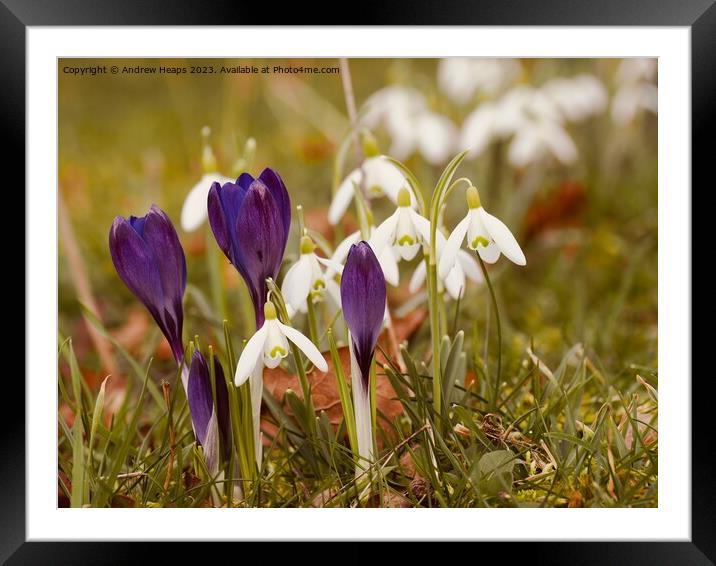 Colourful Spring A Symphony of Crocus and Snowdrop Framed Mounted Print by Andrew Heaps