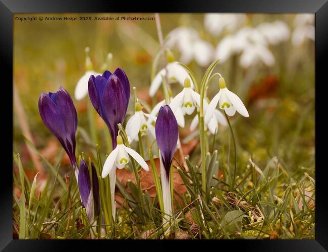 Colourful Spring A Symphony of Crocus and Snowdrop Framed Print by Andrew Heaps