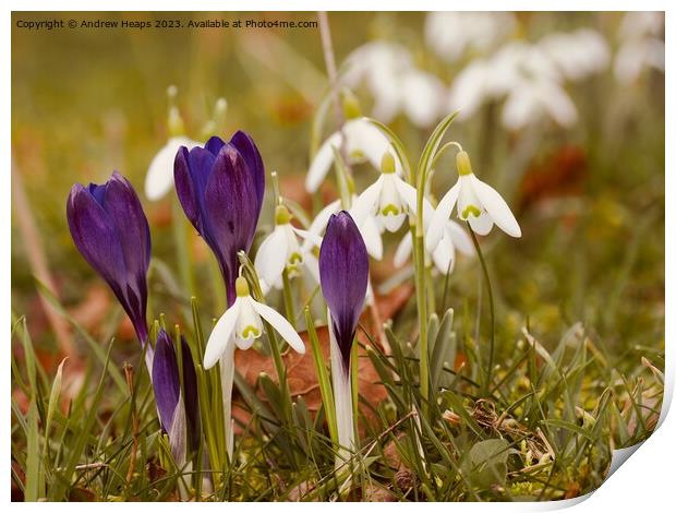 Colourful Spring A Symphony of Crocus and Snowdrop Print by Andrew Heaps