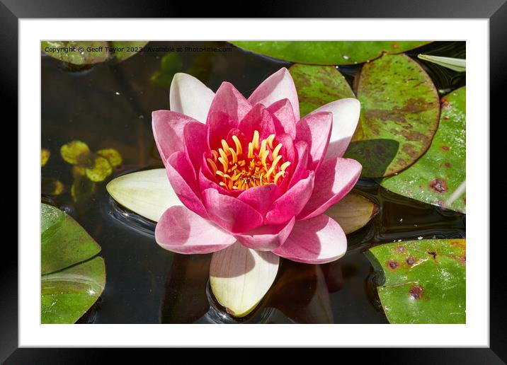 Water lilly Framed Mounted Print by Geoff Taylor