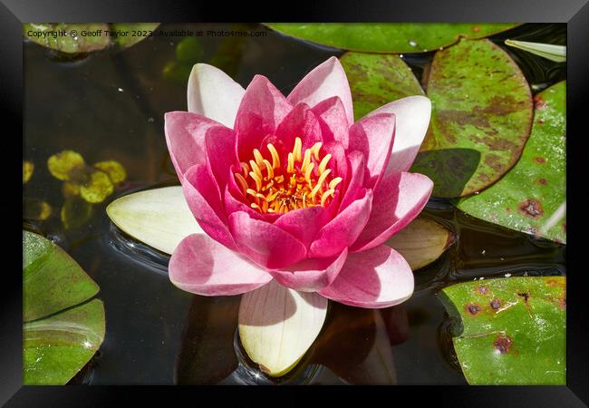 Water lilly Framed Print by Geoff Taylor