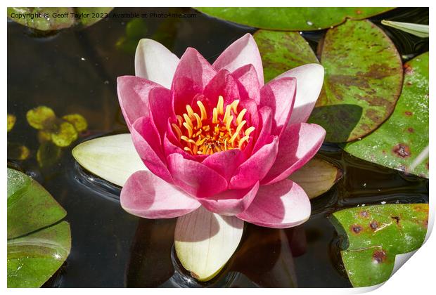 Water lilly Print by Geoff Taylor