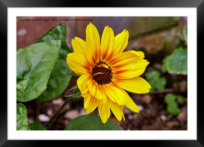 Miniature sunflower Framed Mounted Print by Geoff Taylor