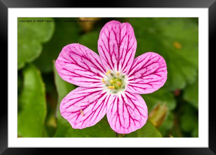 Pink flower Framed Mounted Print by Geoff Taylor
