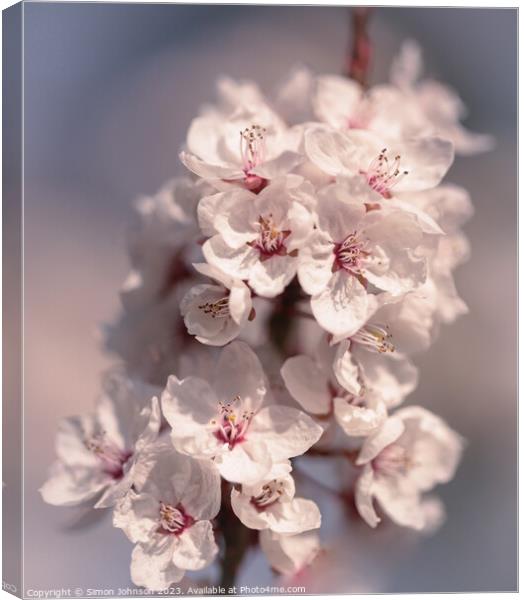 spring blossom Canvas Print by Simon Johnson