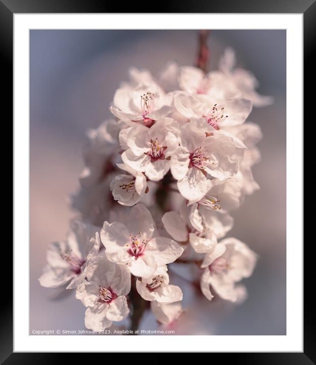 spring blossom Framed Mounted Print by Simon Johnson