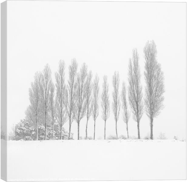 13 Trees Under the Snowfall Canvas Print by Stefano Orazzini
