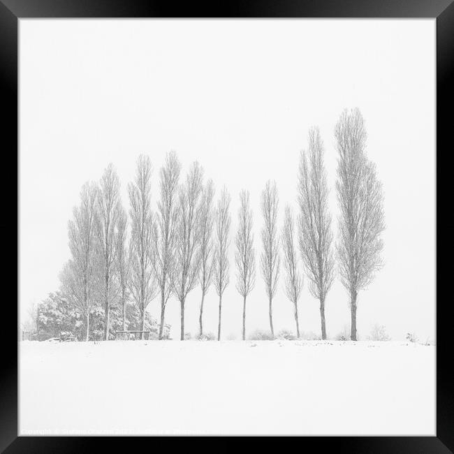 13 Trees Under the Snowfall Framed Print by Stefano Orazzini