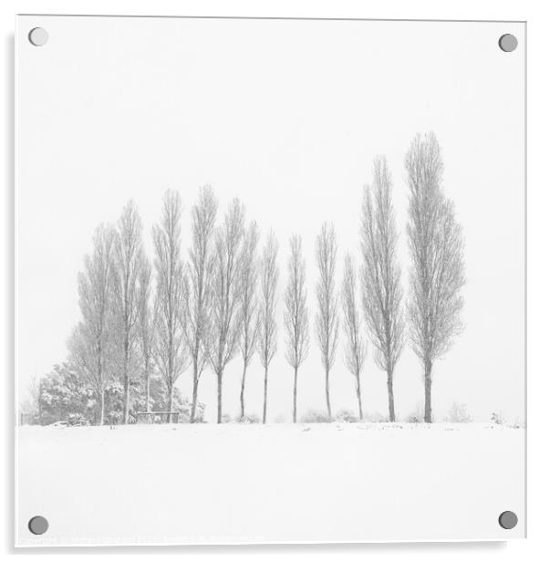 13 Trees Under the Snowfall Acrylic by Stefano Orazzini